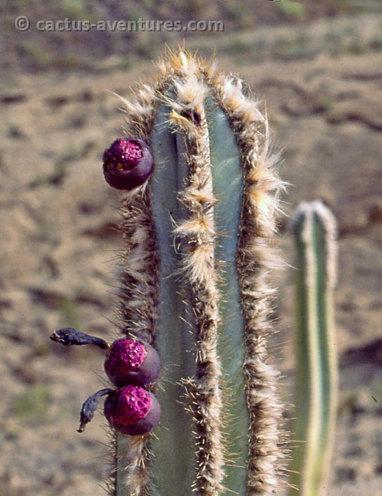 Pilosocereus glaucescens cf. OF -025b